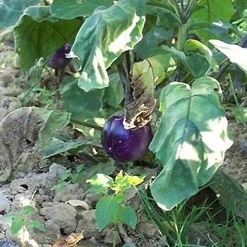 Poggetto Di Montese