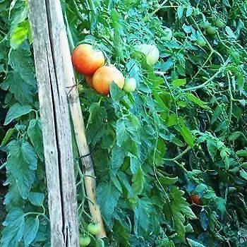 Apartamento Poggetto Di Montese *
